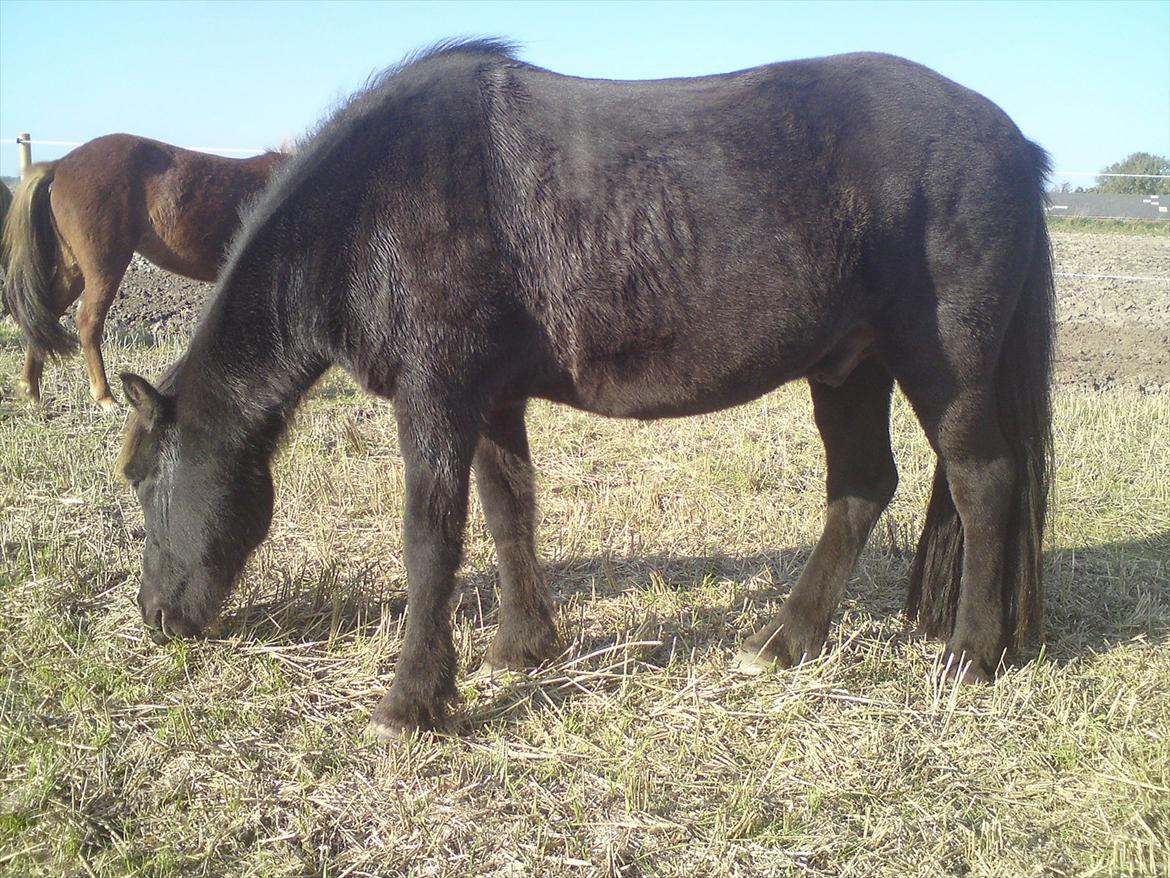 Islænder Reykur fra Vrønding billede 9