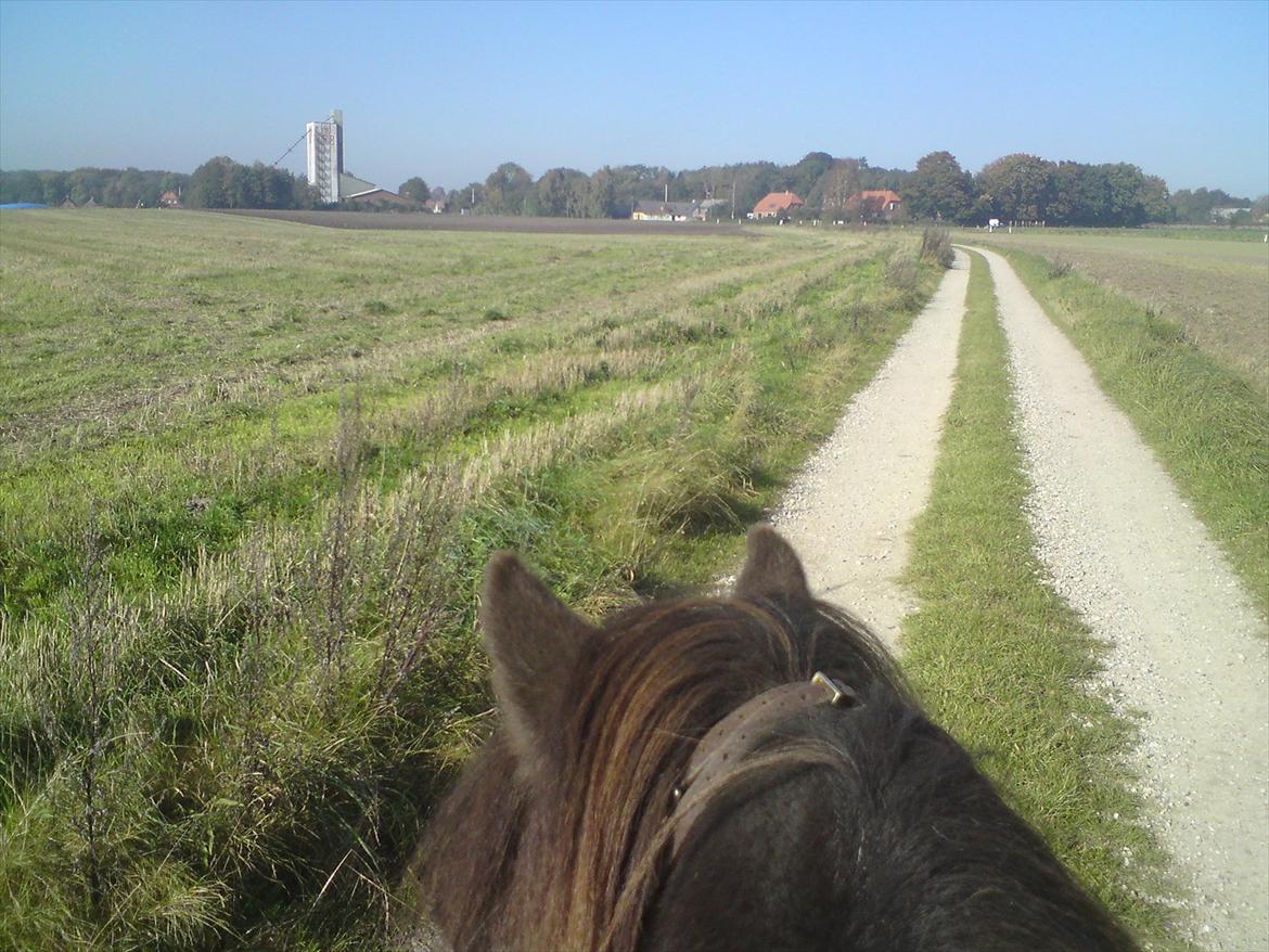 Islænder Reykur fra Vrønding billede 10