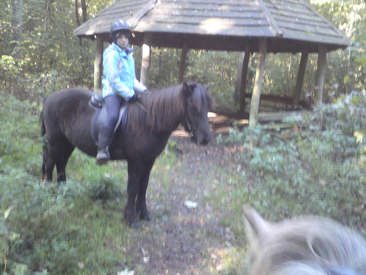 Islænder Reykur fra Vrønding billede 11