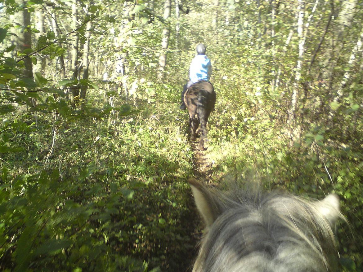 Islænder Reykur fra Vrønding billede 12