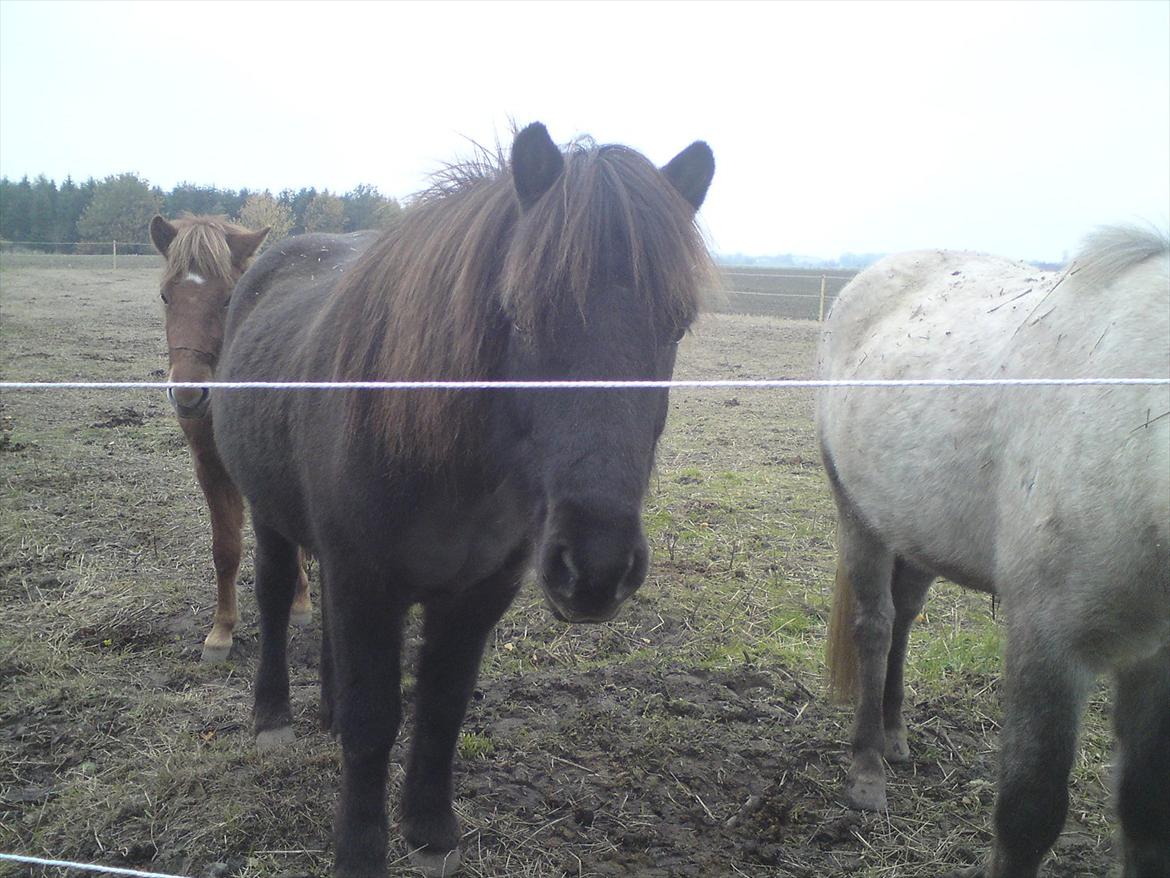 Islænder Reykur fra Vrønding billede 13