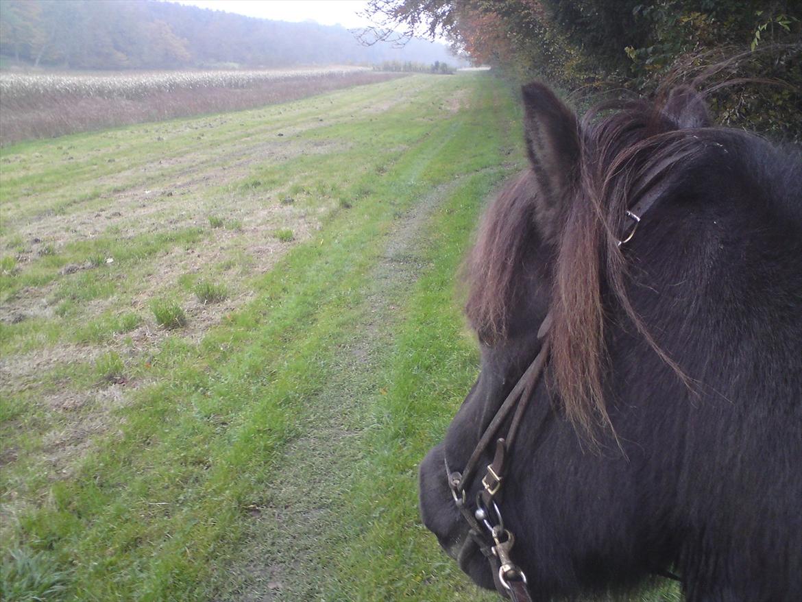Islænder Reykur fra Vrønding billede 18