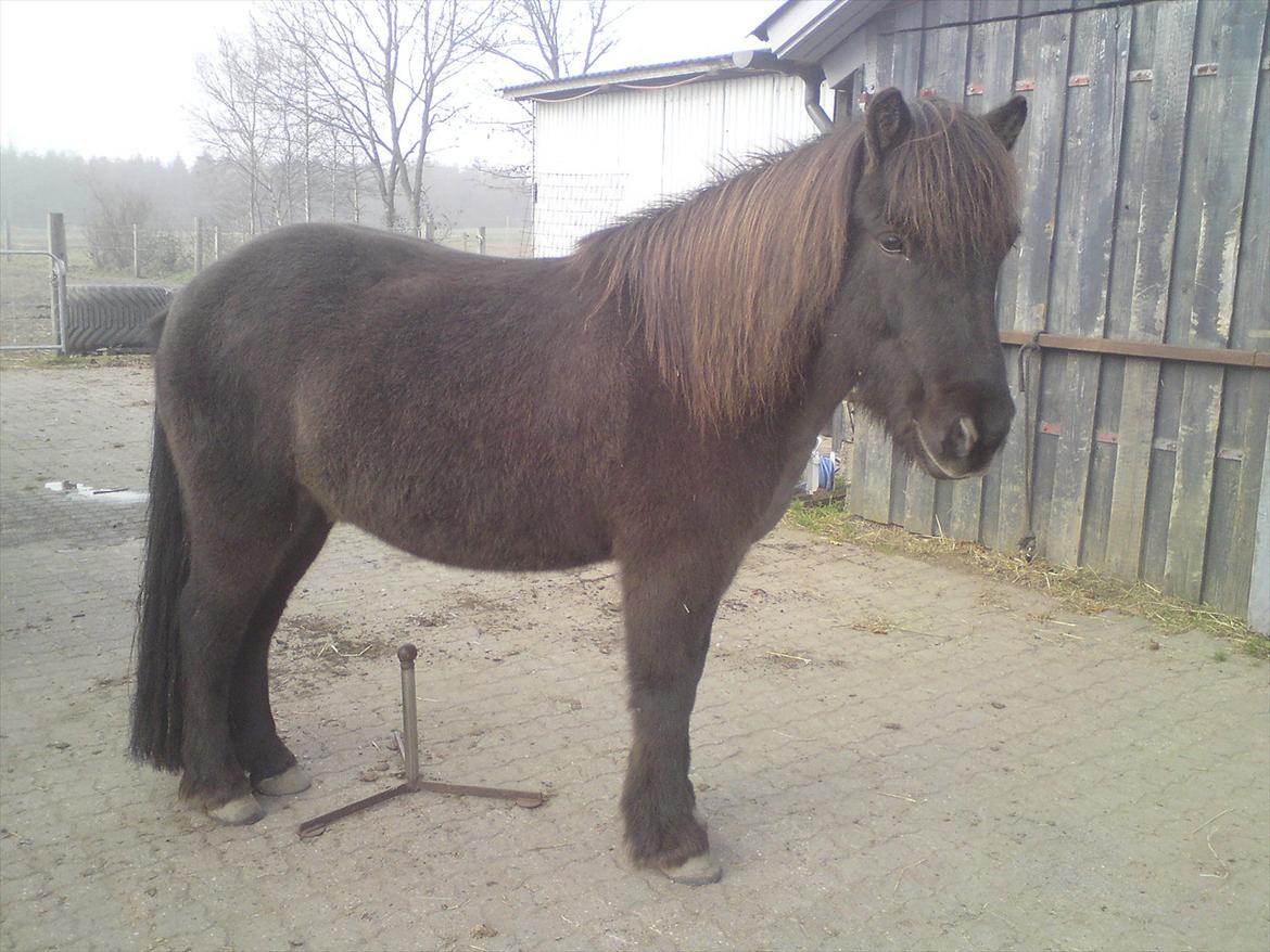 Islænder Reykur fra Vrønding billede 19