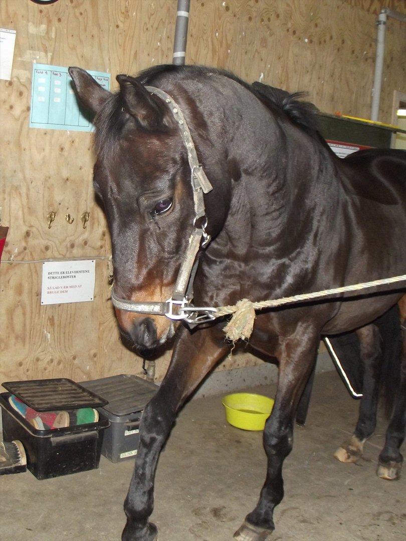 Anden særlig race Dacapo - Smukke dreng! :-* billede 8