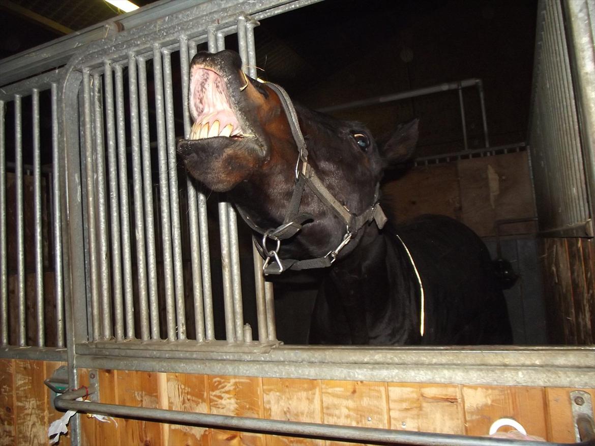 Anden særlig race Dacapo billede 9