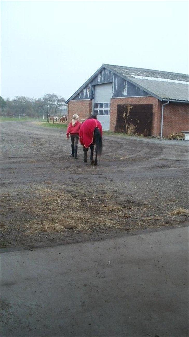 Anden særlig race Bonnie billede 2