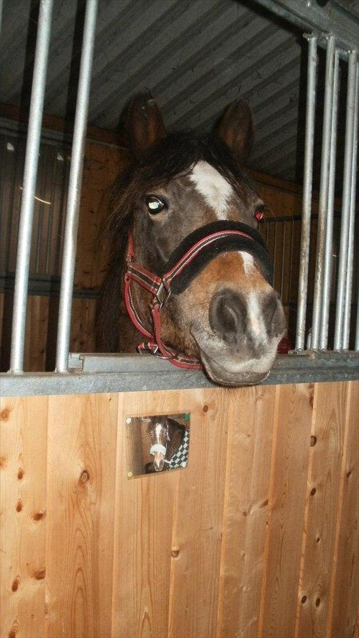 Anden særlig race Bonnie billede 3