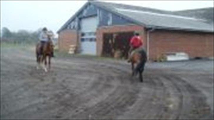 Anden særlig race Bonnie billede 5