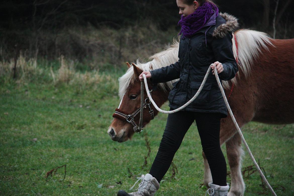 Islænder Diva [SOLGT] - Træning stille og roligt der.. Sådan så det dog ikke ud i slutningen ;) <3 billede 7
