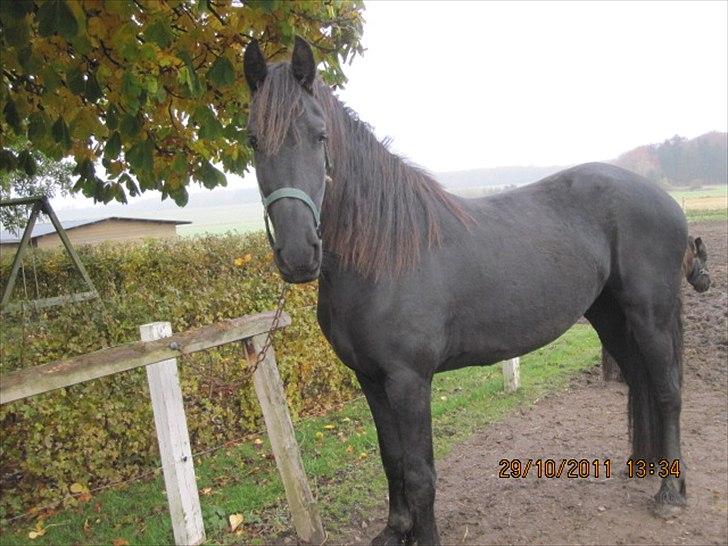 Frieser Duchess liselund billede 13