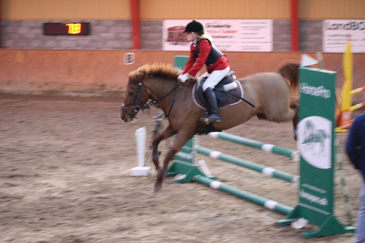 Anden særlig race Lise (DK) | Tidl. lånehest | R.I.P. billede 14