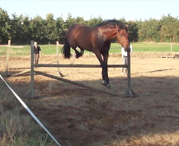 Dansk Varmblod DM's Cancan billede 10