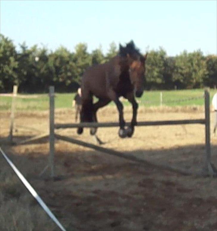 Dansk Varmblod DM's Cancan billede 11