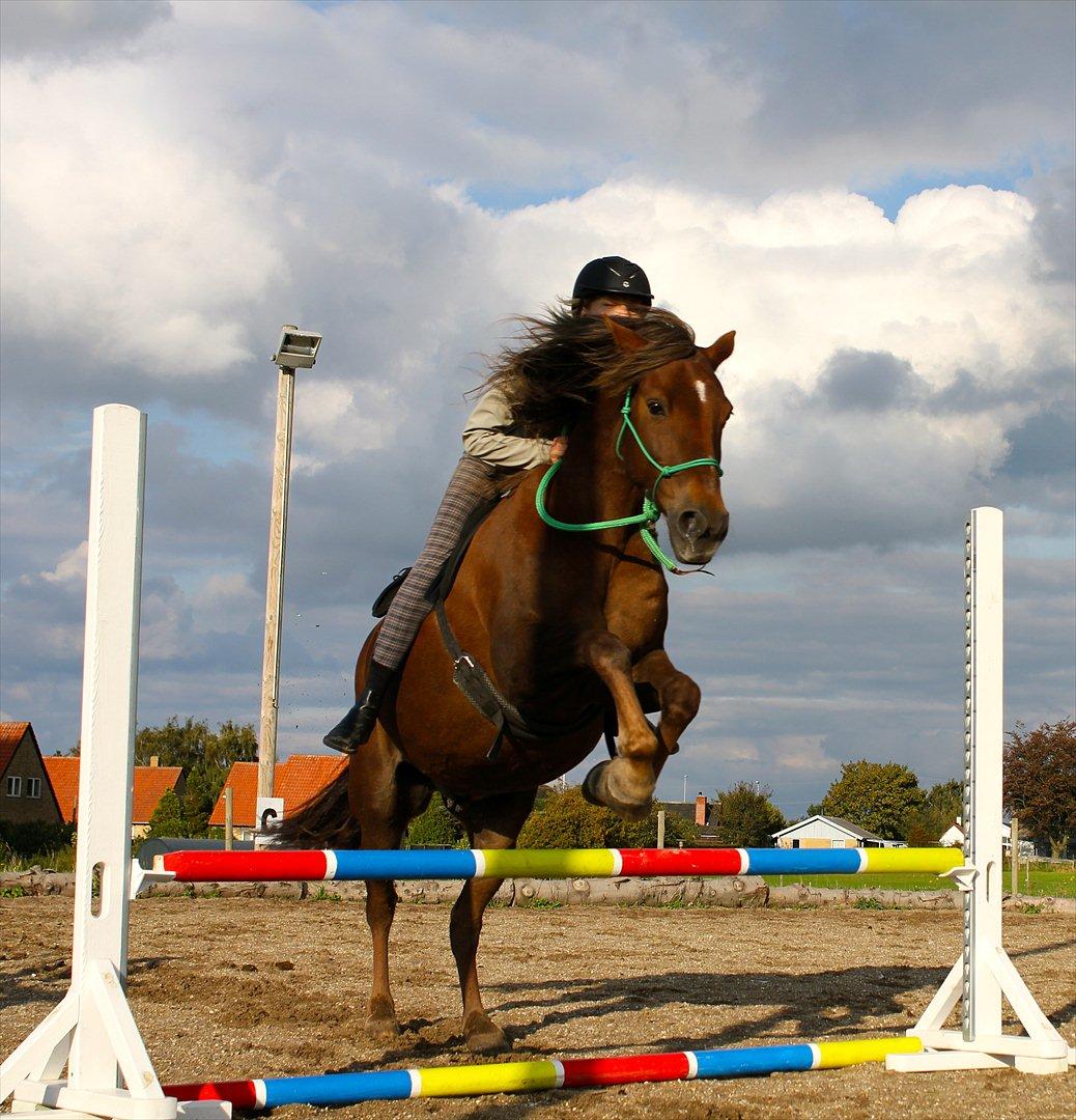 Anden særlig race Vesterleds Tobbi *Toppen af poppen* - Tykke!!! :D
 billede 10