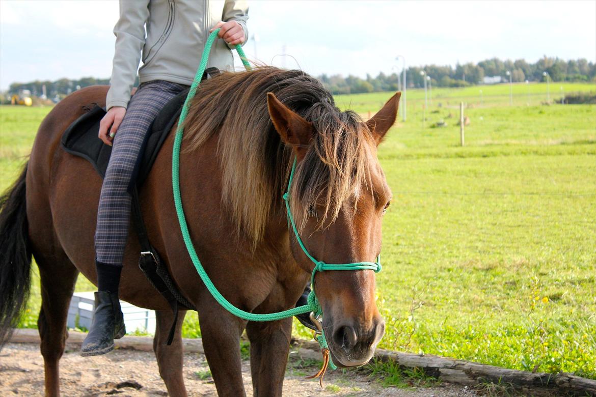 Anden særlig race Vesterleds Tobbi *Toppen af poppen* - Hygge.. billede 12