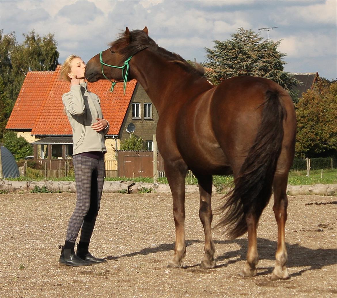 Anden særlig race Vesterleds Tobbi *Toppen af poppen* - Møs! Gi' mig et lille møs.. billede 17