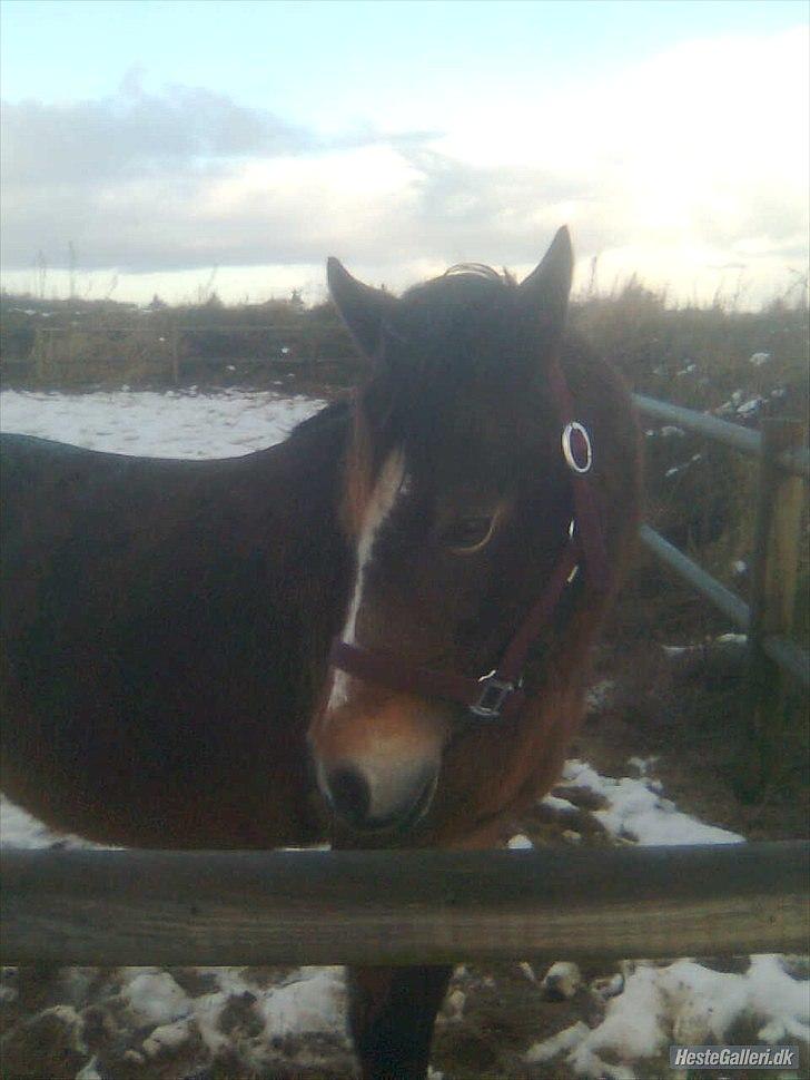 Anden særlig race Bonnie billede 8