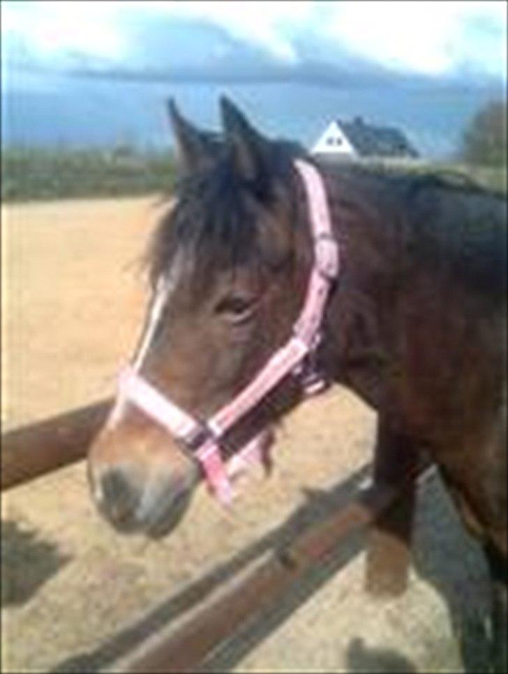 Anden særlig race Bonnie billede 9