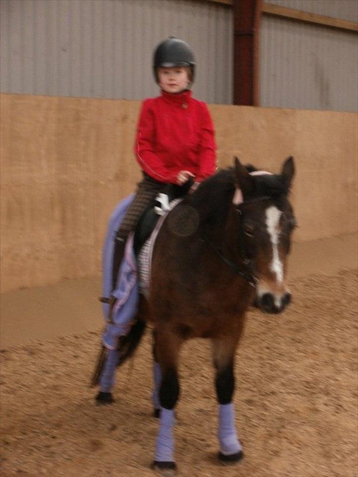 Anden særlig race Bonnie billede 11
