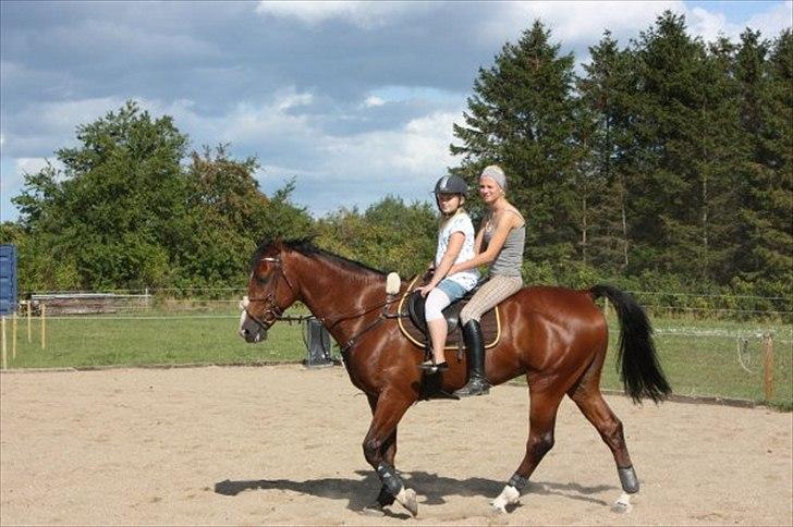 Tysk Oldenburger Witches Touch of Darcito  - Hygge skridt tur.  billede 14