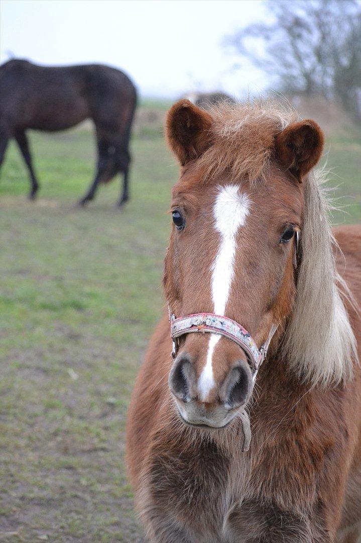 Shetlænder Tykke - Tykke, 18 November 2011 billede 1