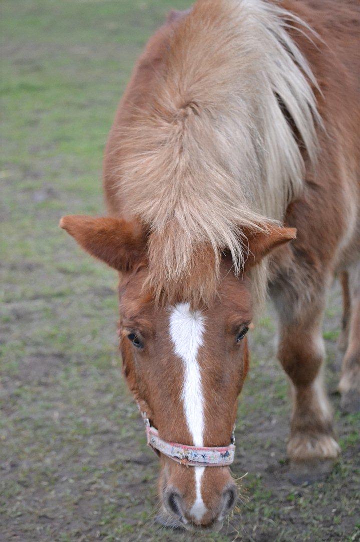 Shetlænder Tykke - Tykke, 18 November 2011 billede 2