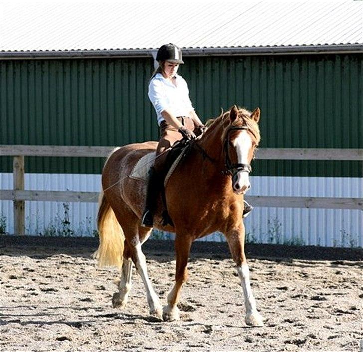 Welsh Cob (sec D) Thibaud |Stjernen|  billede 20