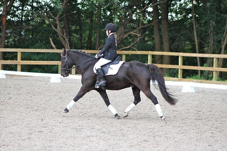 Welsh Cob (sec D) Lyngvejens figaro - Gøngehus efterår 2011 billede 6