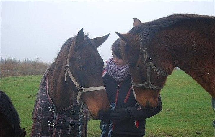 Dansk Varmblod Belisha - Belisha, Jeg & ukendt hest ? billede 2