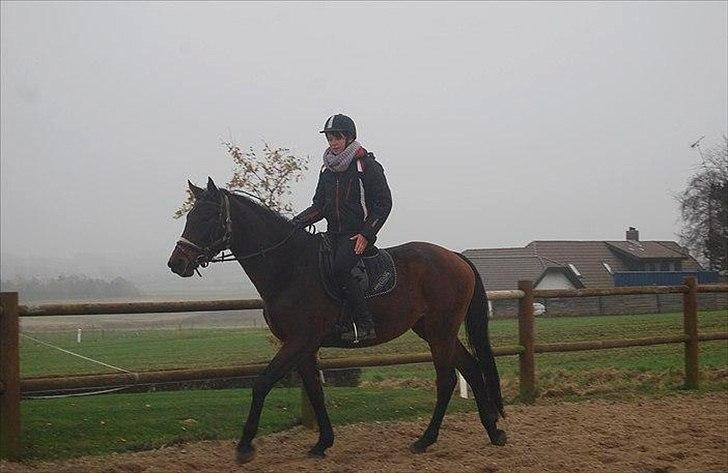 Dansk Varmblod Belisha - Anden gang uden longe  billede 6