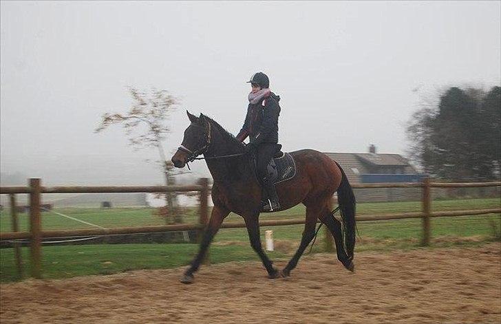 Dansk Varmblod Belisha - Anden gang uden longe billede 7