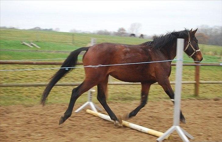 Dansk Varmblod Belisha - Løsspringning for første gang billede 8