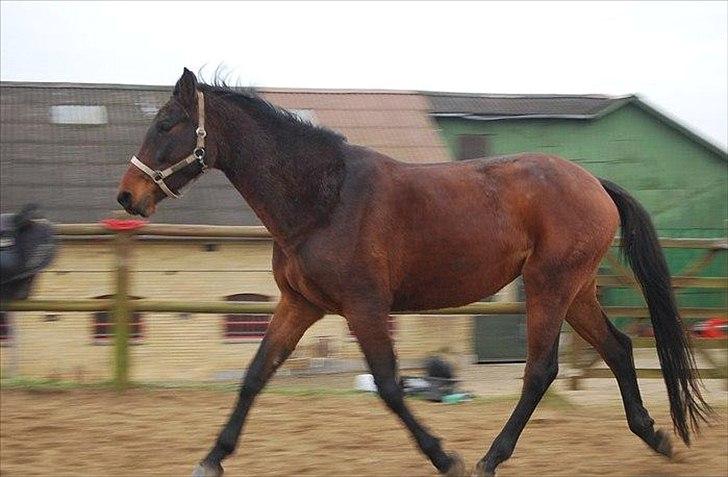 Dansk Varmblod Belisha - Frit løb billede 9