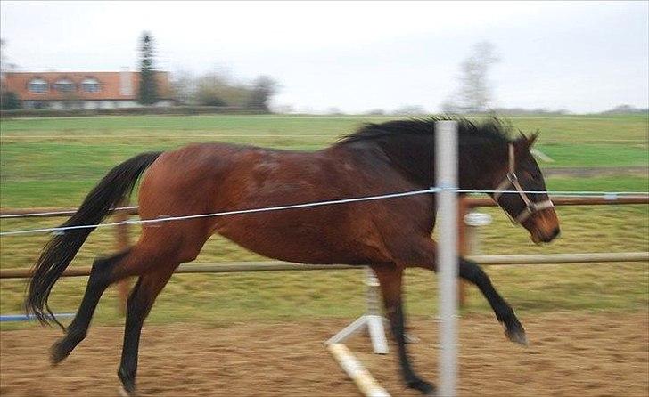 Dansk Varmblod Belisha - Løsspringning for første gang billede 10