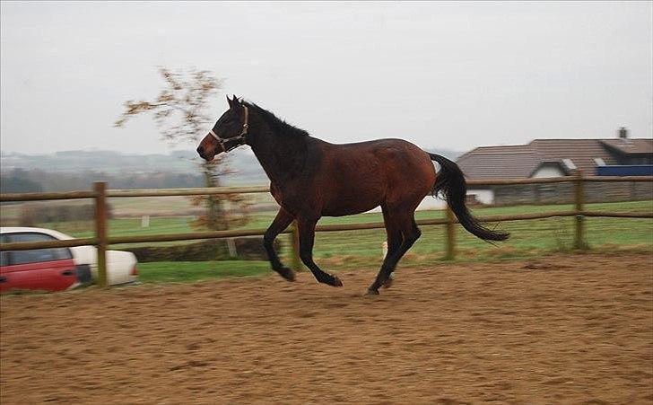 Dansk Varmblod Belisha - Frit løb billede 11