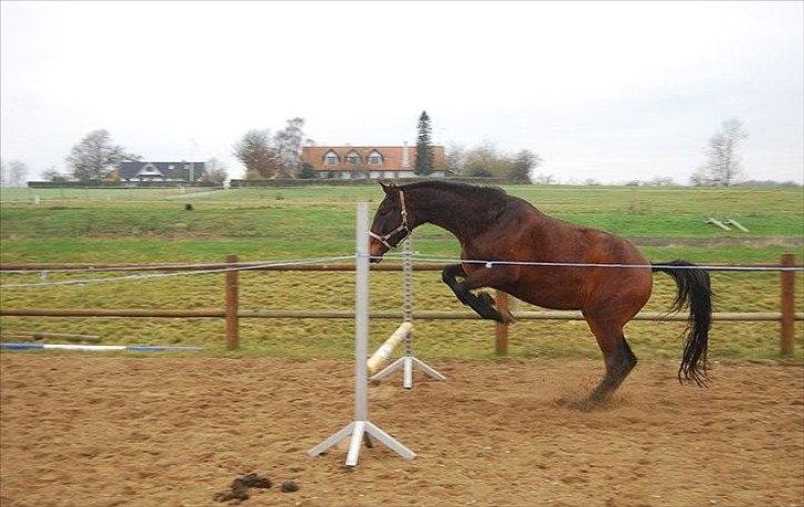 Dansk Varmblod Belisha - Belle'pigen AKA en ko løsspringer billede 13