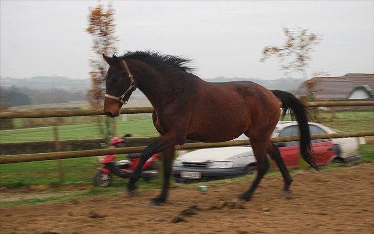 Dansk Varmblod Belisha - Frit Løb billede 12