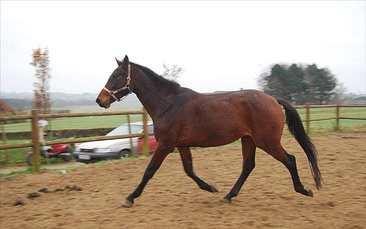 Dansk Varmblod Belisha - Frit løb billede 14