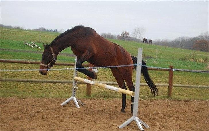 Dansk Varmblod Belisha - Løssprining for første gang billede 15