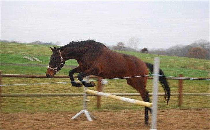 Dansk Varmblod Belisha - Løsspringning for første gang billede 16
