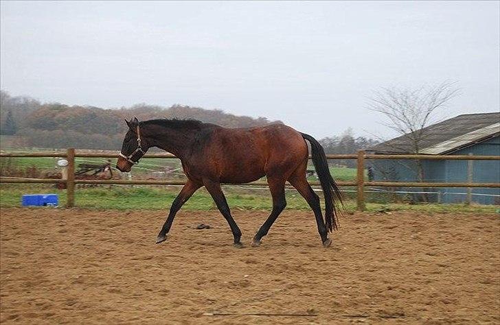 Dansk Varmblod Belisha - Frit løb billede 17