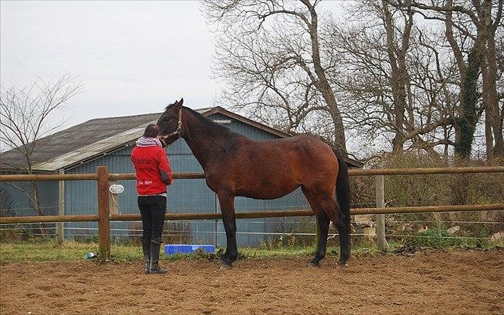 Dansk Varmblod Belisha - Belle'pigen & Jeg billede 18