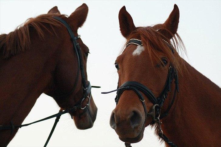 Arabisk fuldblod (OX) Daugaards Al Mahra - NYT # Mahra & Comtesse ude på stubmarken og holder øje med begge sider, et rigtig godt billede, ( foto er taget af sarah ballegaard)  billede 7