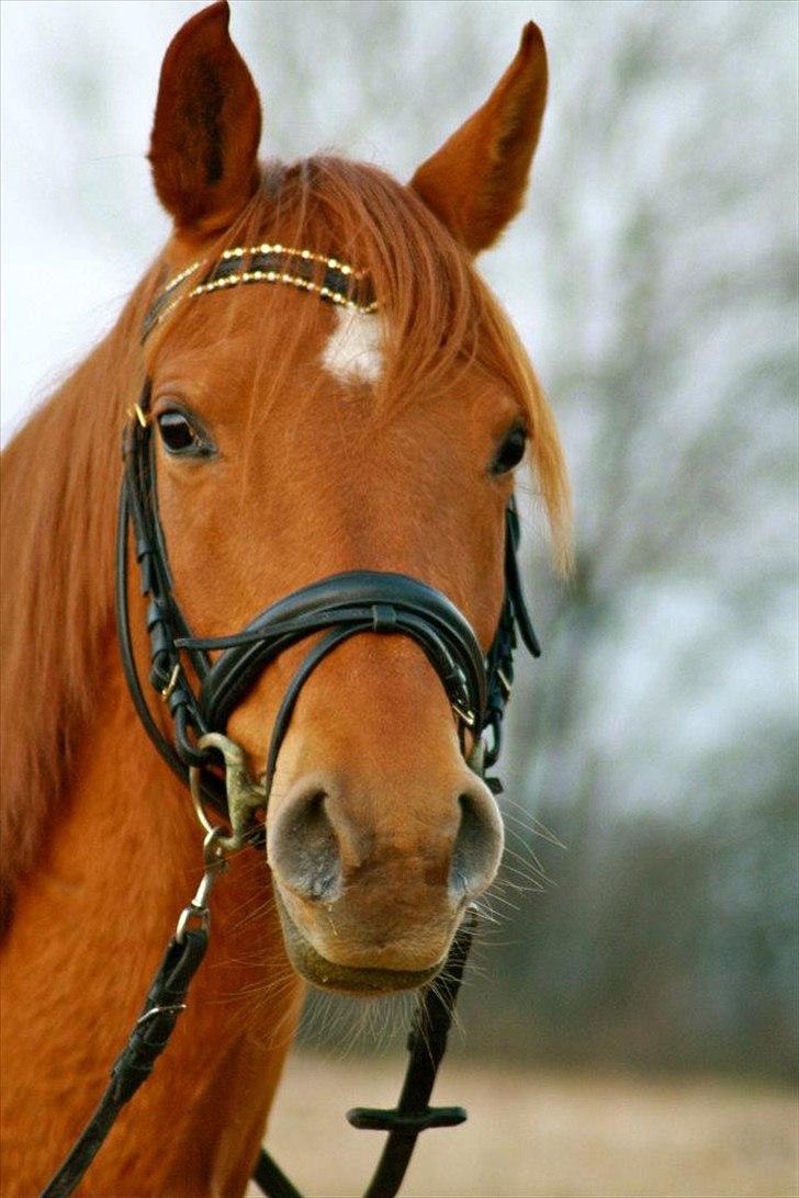 Arabisk fuldblod (OX) Daugaards Al Mahra - Mit et og alt, hun er den der kan få mit humor op igen, når jeg er trist, ville ikke bytte hende for noget andet <3 ! så smuk så smuk !  billede 8