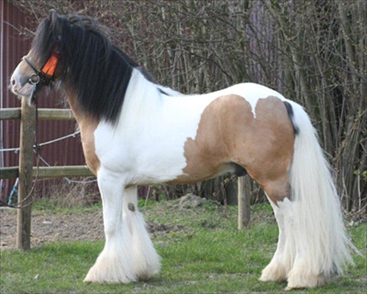 Irish Cob Cillbarra Golden Vale billede 20