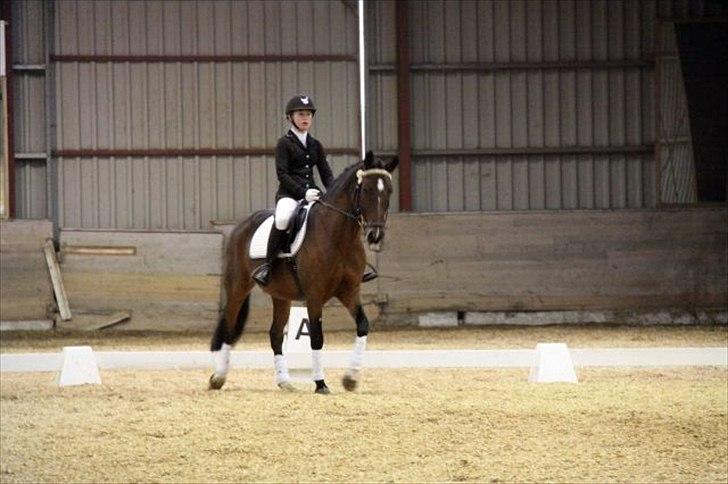 Anden særlig race Huntelaar billede 9