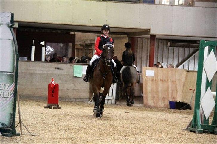 Anden særlig race Huntelaar billede 7