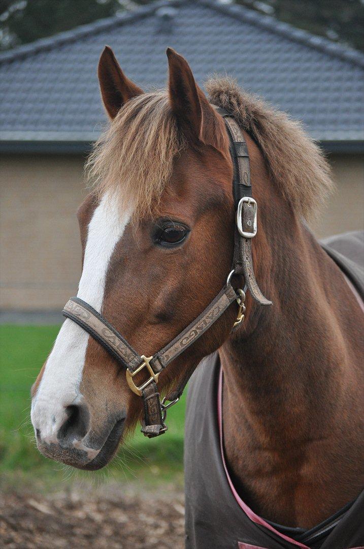 New Forest Wonder  billede 11