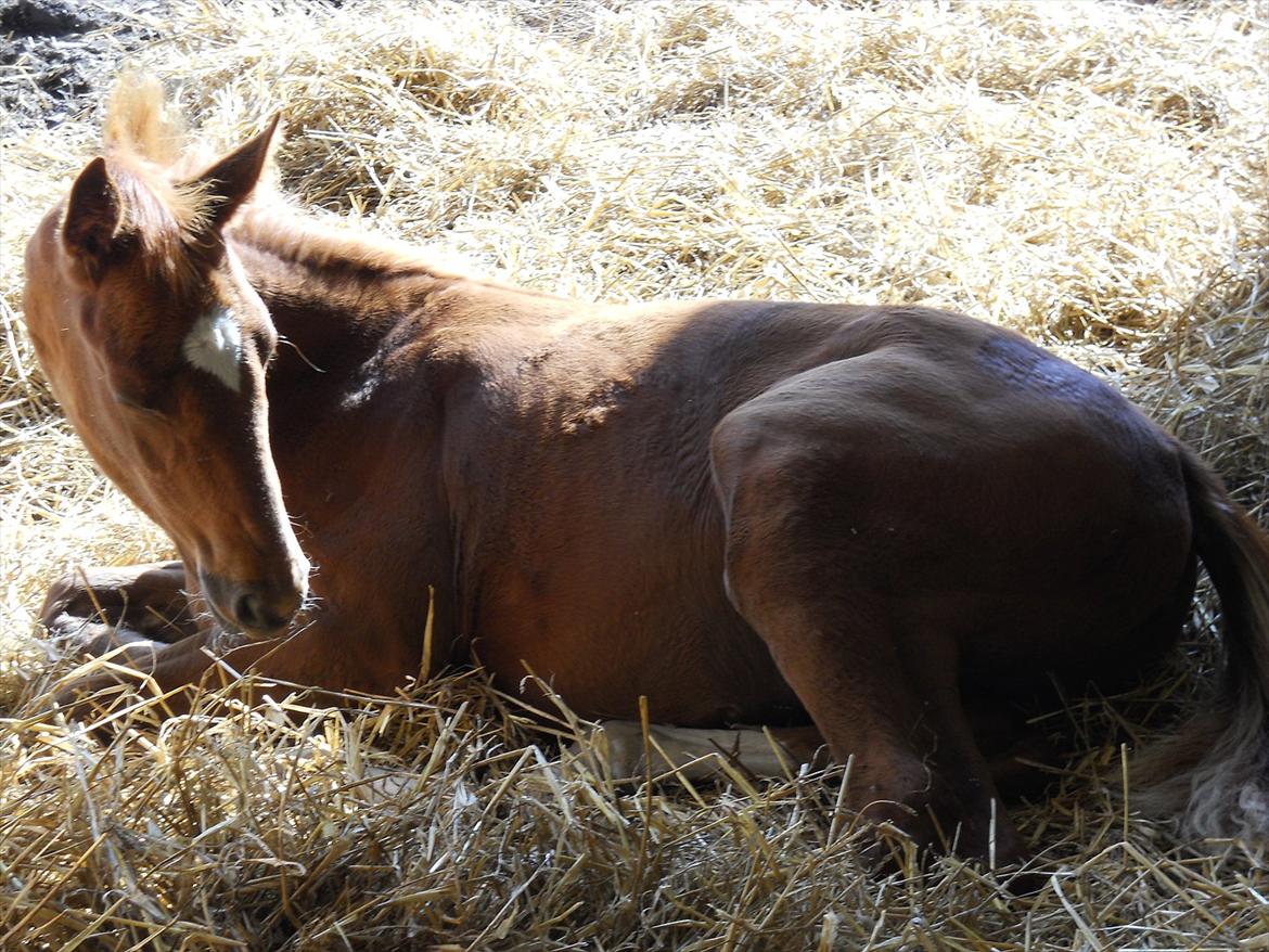 Dansk Varmblod Hjortkjærs Mirelle - 3 mdr. gammel - hviler sig i løsdriften.  billede 10