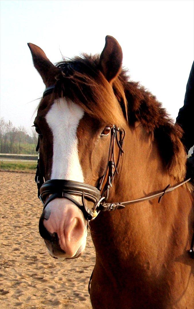 New Forest Domino SOLGT - Gensyn med Domino :* (Vinter 2011)  billede 1